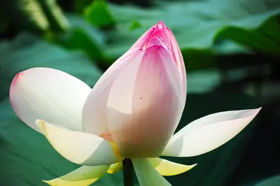 Giardino di Ca' Tazzoli, MantegnaHotels