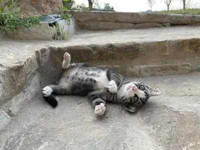 Ospiti di Casa Tincana con animali domestici