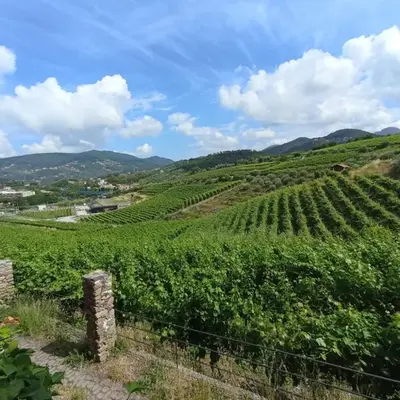 Al VIgneto