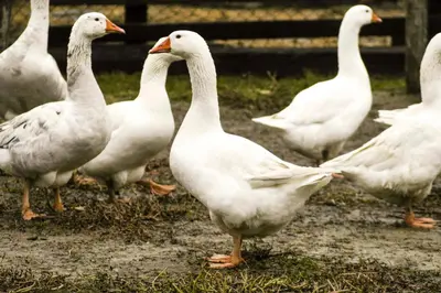 Altri animali domestici presso l'agriturismo o nei dintorni