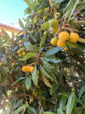 Planimetria di Albergo Edera
