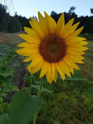 Planimetria di B&B Tenuta Campo Magliano