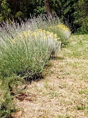 Giardino di Appartamento Il Castagno