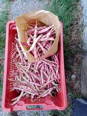Planimetria di Appartamento Il Castagno