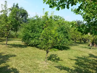 Giardino di A fine 2 bedroom stone house in Emila