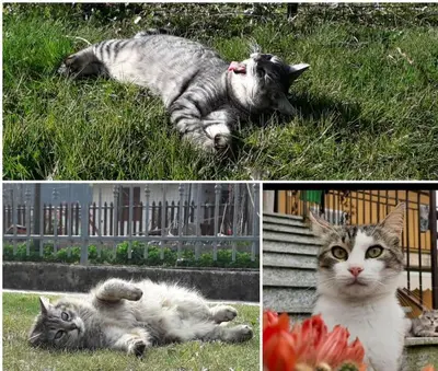 Altri animali domestici presso la casa vacanze o nei dintorni