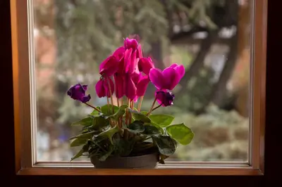 Giardino di Casa Giuly