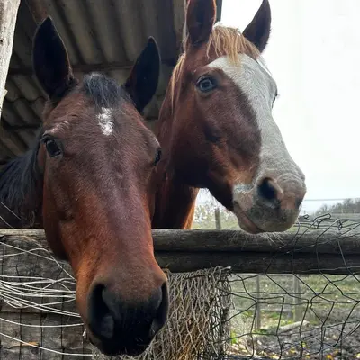 Altri animali domestici presso l'agriturismo o nei dintorni