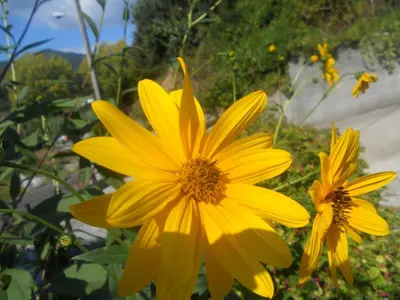 Planimetria di La Casina di sopra AAUT