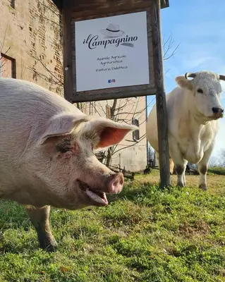 Altri animali domestici presso l'appartamento o nei dintorni