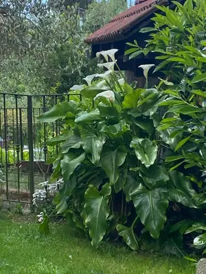Giardino di Ca d Andrea