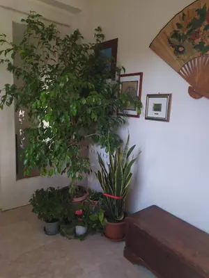 Planimetria di Casa vacanza 