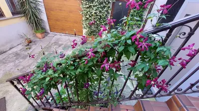 Giardino di Casa di Chicca