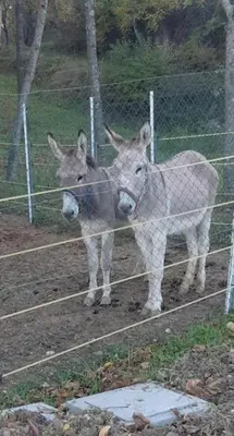 Altri animali domestici presso l'agriturismo o nei dintorni