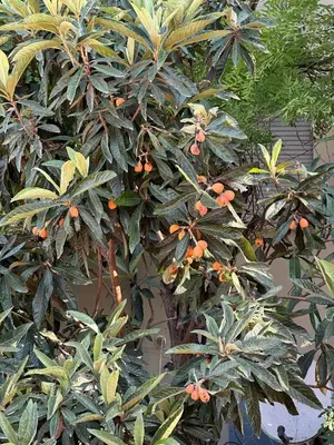 Giardino di Il Glicine