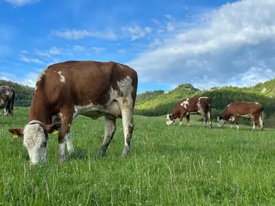 Altri animali domestici presso l'agriturismo o nei dintorni