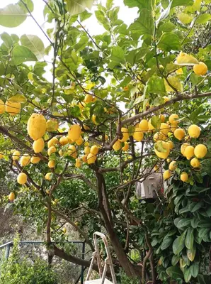Planimetria di Lemon Apartment Monterosso - 5 Terre