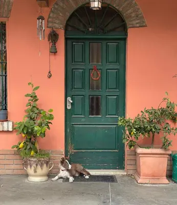 Ospiti di B&B La Cascina di Alice con animali domestici