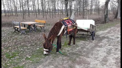 Altri animali domestici presso l'hotel o nei dintorni