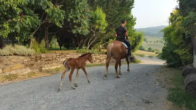 Altri animali domestici presso l'agriturismo o nei dintorni