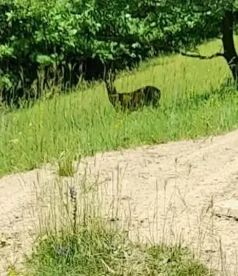 Altri animali domestici presso l'appartamento o nei dintorni