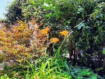 Giardino di Casa Cecilia