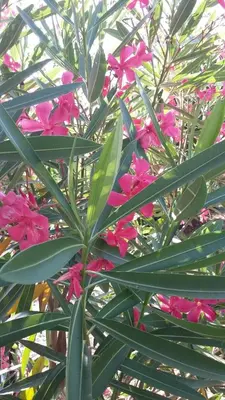 Giardino di La Casa Rosa