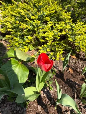 Giardino di La tua casa con giardino a 2 passi dal centro