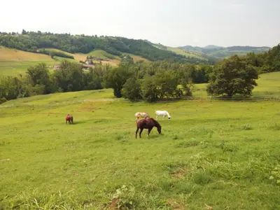Altri animali domestici presso l'agriturismo o nei dintorni