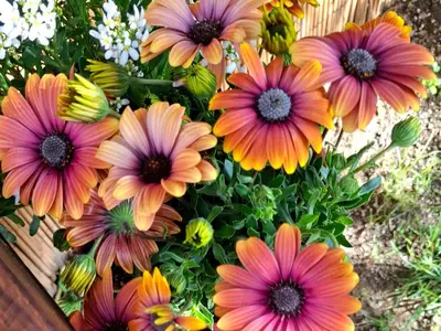Giardino di Casa Happy Holiday