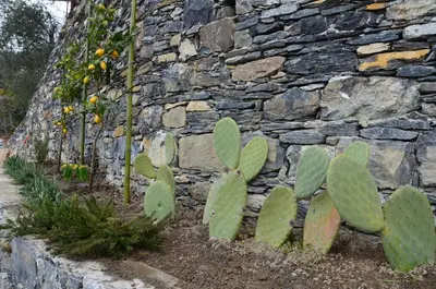Giardino di Casa Limoni Terrace Garden