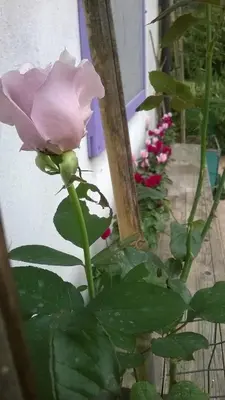 Giardino di Locanda di Campagna