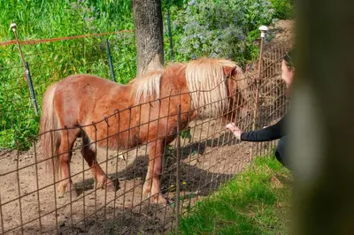 Altri animali domestici presso l'appartamento o nei dintorni