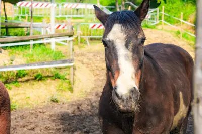 Altri animali domestici presso l'appartamento o nei dintorni