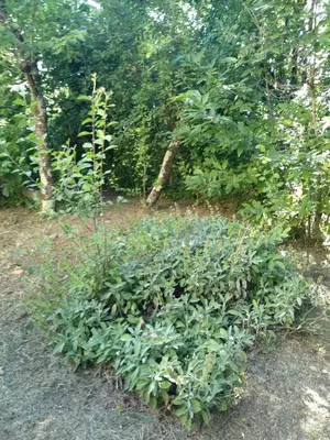 Giardino di Family house with garden