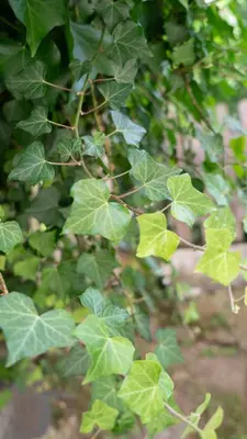 Giardino di La Casetta nel Borgo a Due Passi dal Mare