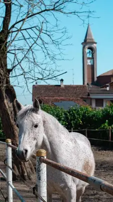 Altri animali domestici presso il bed & breakfast o nei dintorni