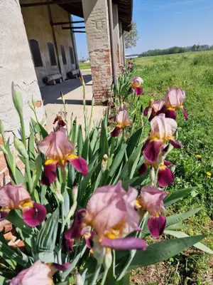 Giardino di Cascina Robusta three-room apartment Box Private parking