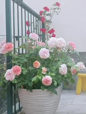 Giardino di CASA L'UNICORNO con giardino privato