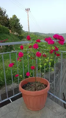 Giardino di Agriturismo Ca' del Monte