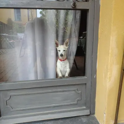 Ospiti di Casa Armonia Sarzana con animali domestici