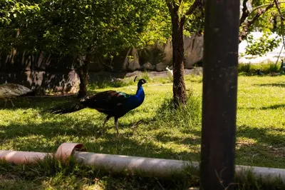 Altri animali domestici presso il bed & breakfast o nei dintorni