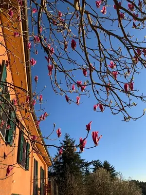 Planimetria di Basilico Apartment with stunnung views