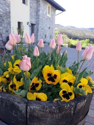 Planimetria di Poggio d'Incanto