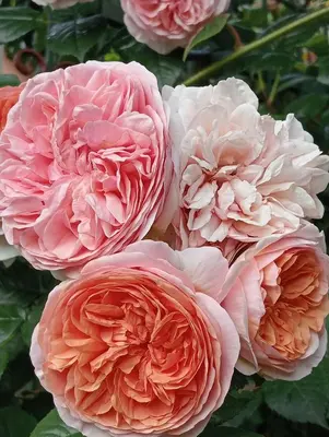 Planimetria di Roses House