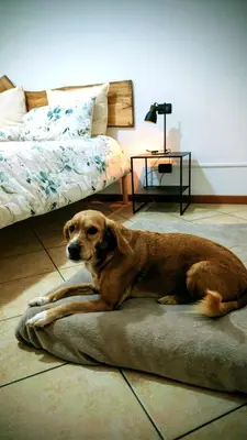 Ospiti di La casa di Lino con animali domestici