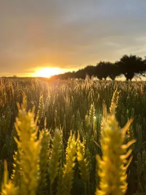 Alba o tramonto visti dall'interno dell'appartamento o dai dintorni