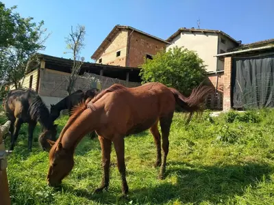 Altri animali domestici presso l'agriturismo o nei dintorni