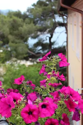 Giardino di Il Timone Lerta