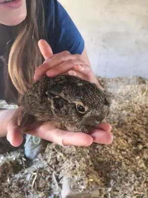 Altri animali domestici presso l'agriturismo o nei dintorni